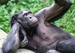 A bonobo monkey contemplates his sexual history